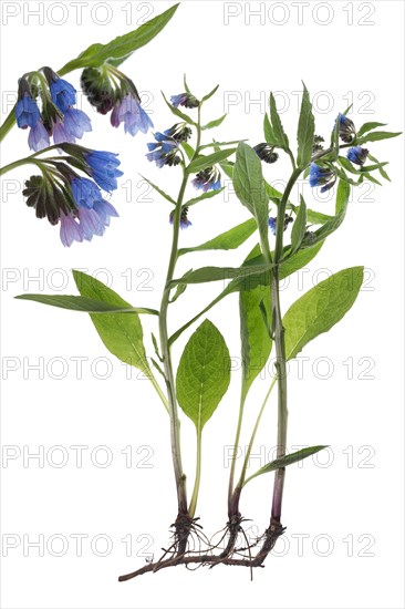 Common comfrey