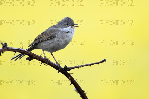 Common whitethroat