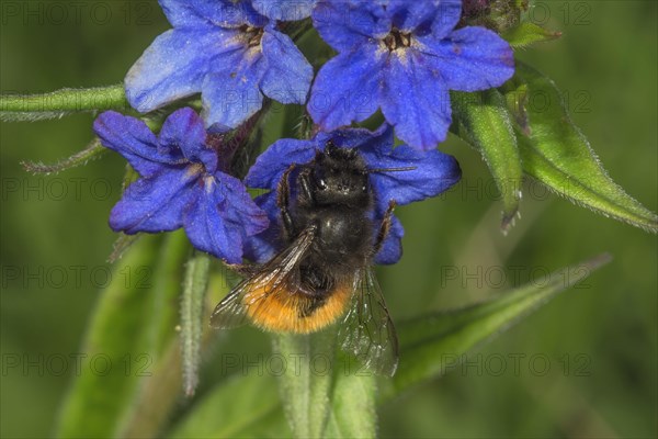 Hornfaced bee