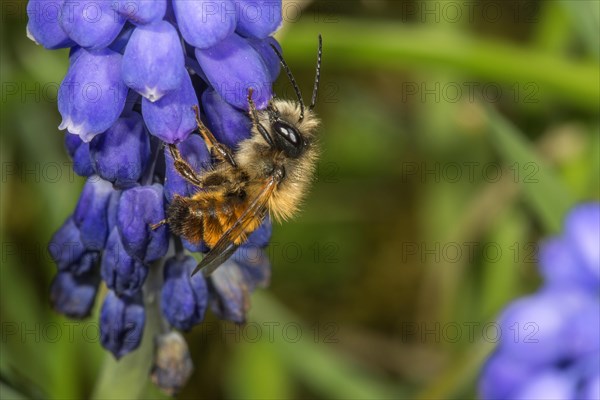 Rusty mason bee