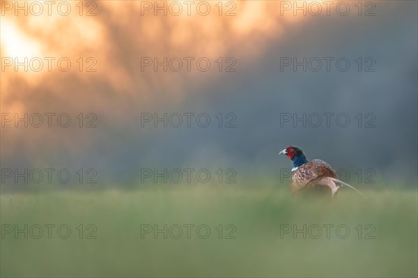 Pheasant