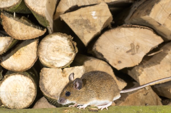 Yellow-necked mouse