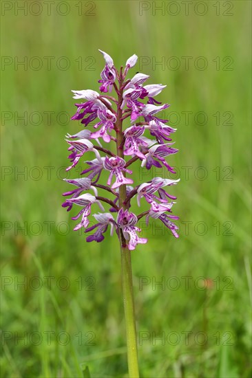 Military orchid