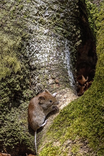 Bank vole