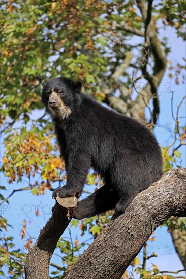 Spectacled bear