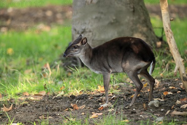 Congo blue duiker