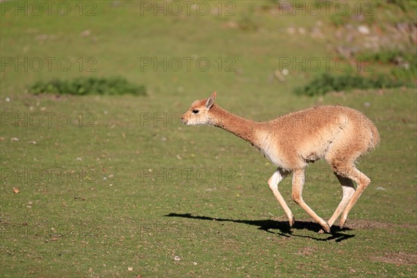 Vicuna