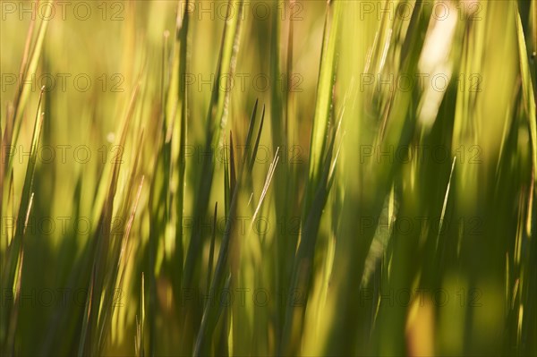 Blade of grass