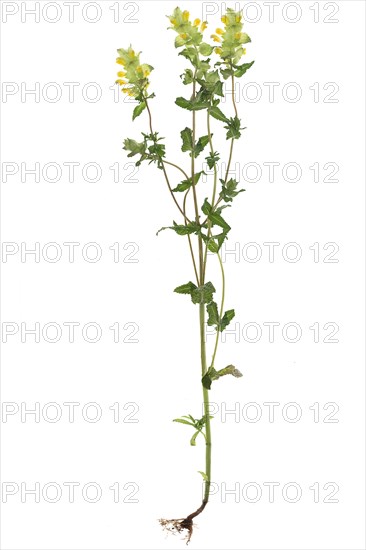 Greater Yellow Rattle y