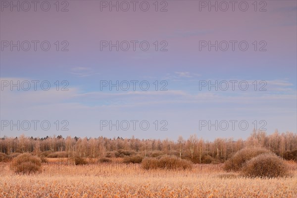 Common reed