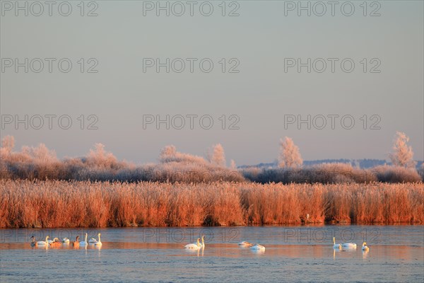 Mute swans