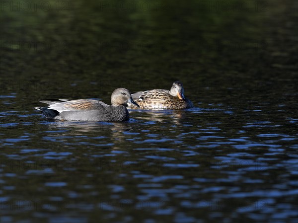 Gadwall