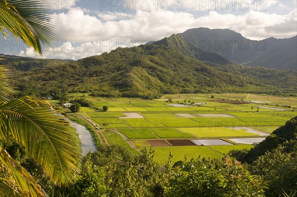Hanalei valley and taro fields on kauai