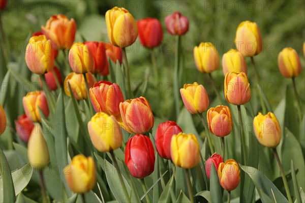 Tulips bloom