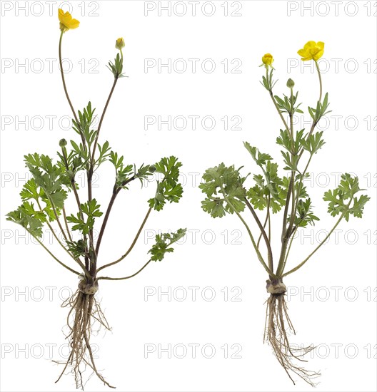 Ranunculus bulbosus