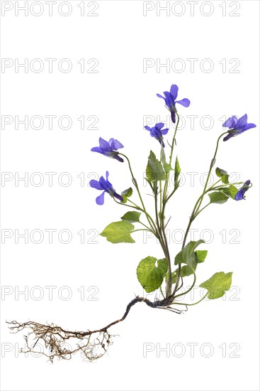 Wood violet