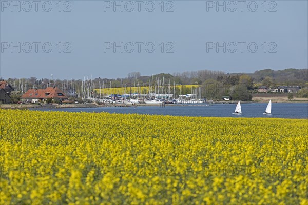 Rape fields in bloom near Arnis