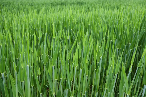 Grain field near Bad Koesen