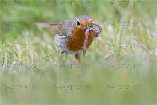 European robin