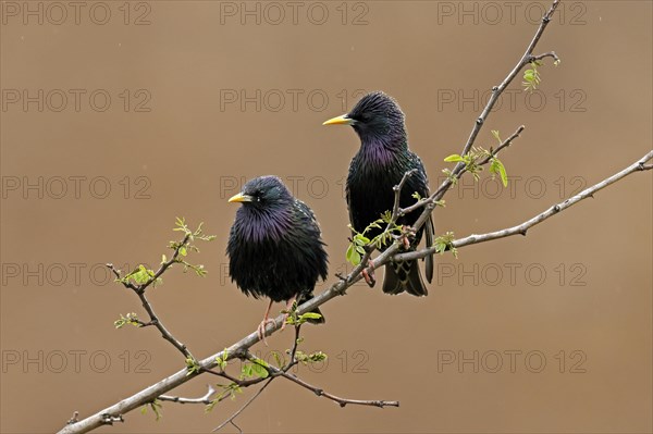 Starlings