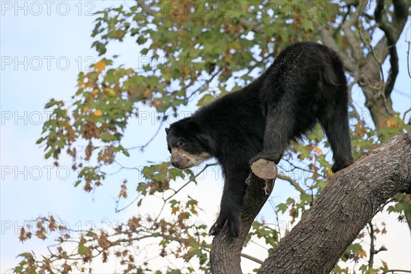 Spectacled bear