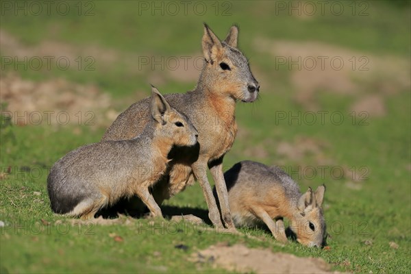 Patagonian Mara