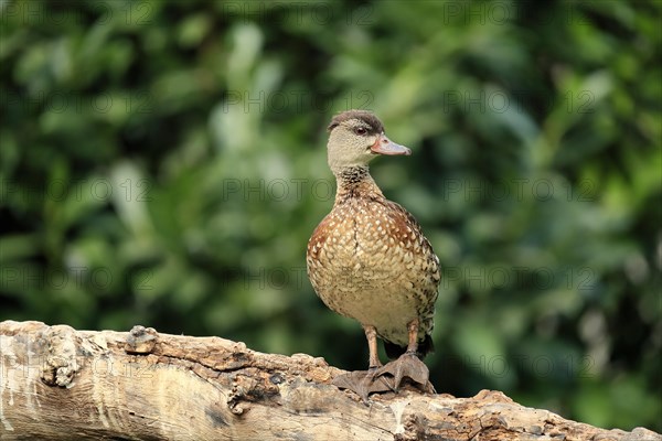 Spotted whistling duck