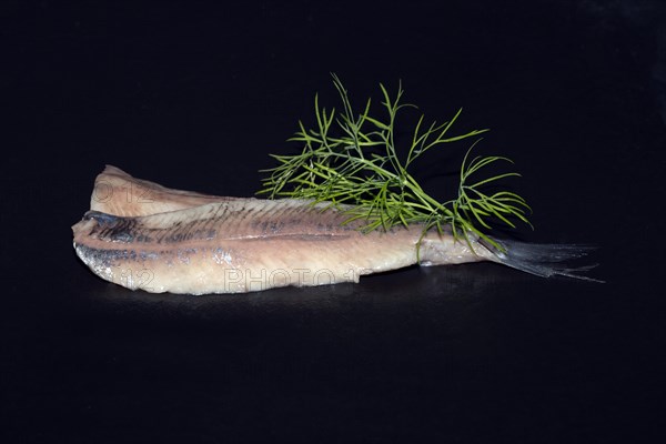 Freshly fermented fillet of Atlantic herring