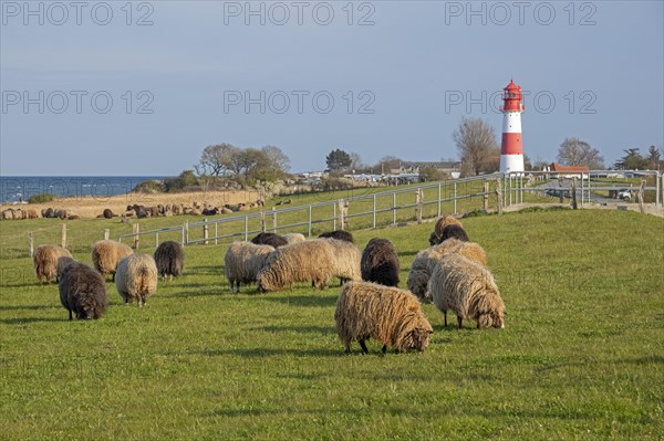 Norwegian sheep in front of lighthouse