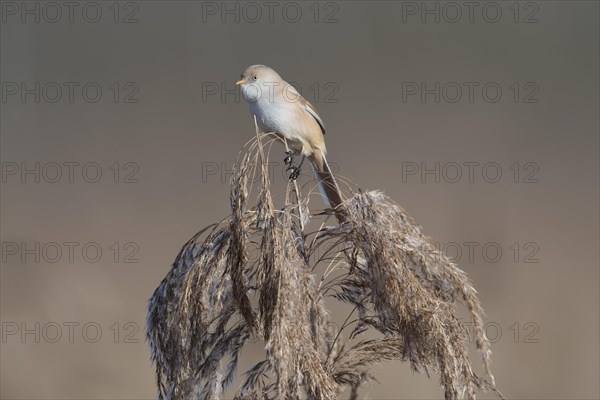 Bearded reedling