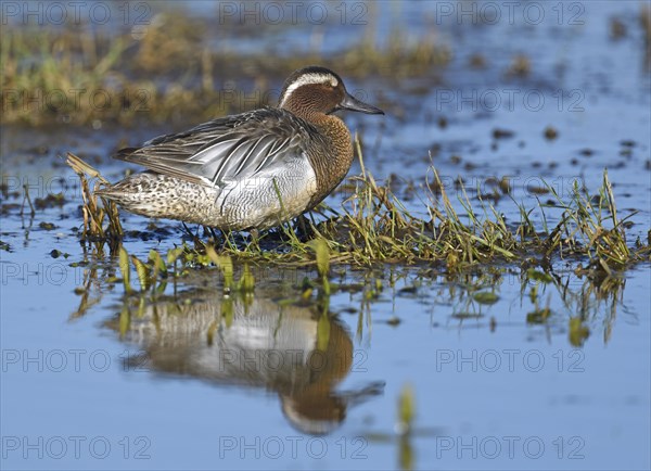 Garganey