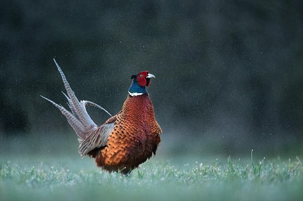 Pheasant