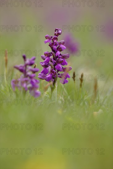 Green-winged orchid