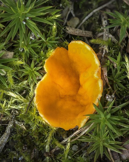 Orange Peel Fungus