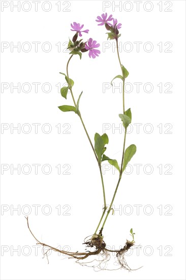 Red campion