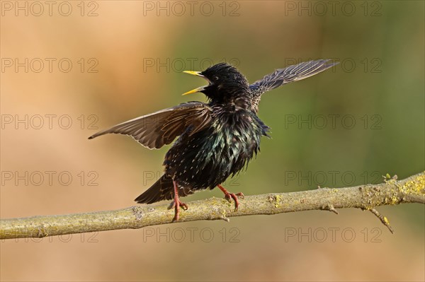 Starling