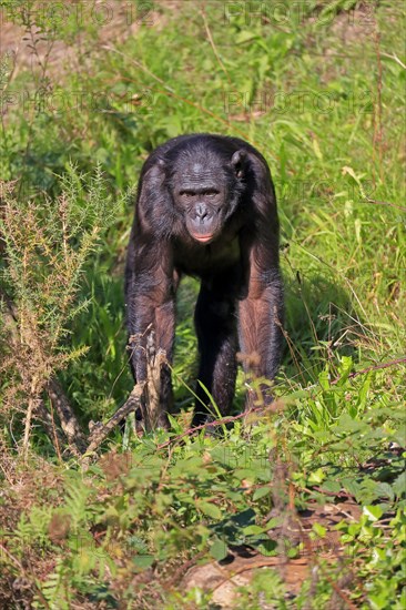 Bonobo