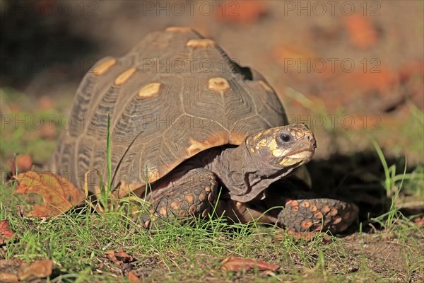 Red-footed tortoise