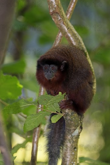 Red spring monkey