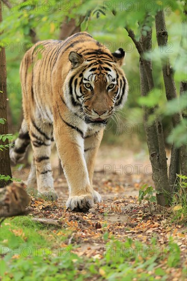 Siberian tiger