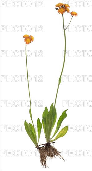 Orange-red Fox-and-cubs