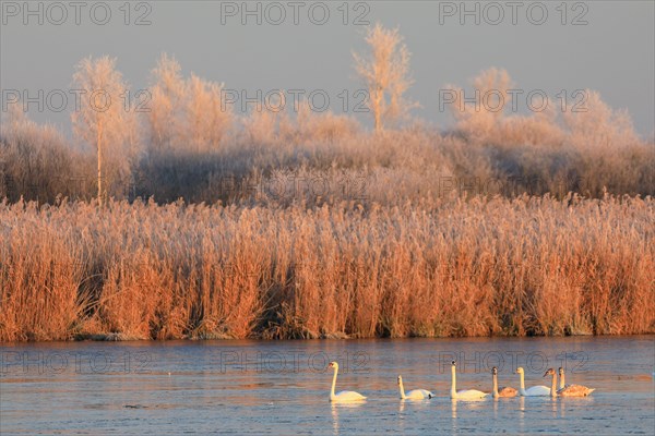 Mute swans