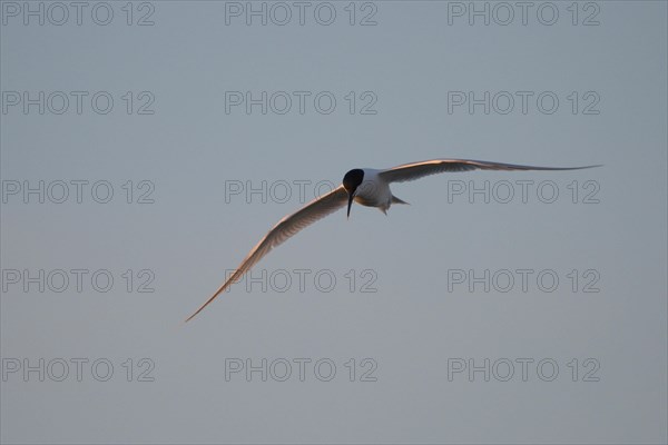 Sandwich Tern