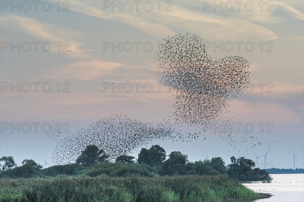 Starlings