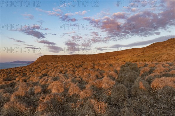 Woolgrass bulb