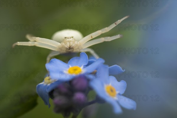 Goldenrod crab spider