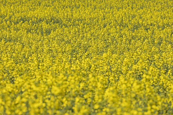 Rape field in bloom near Kopperby