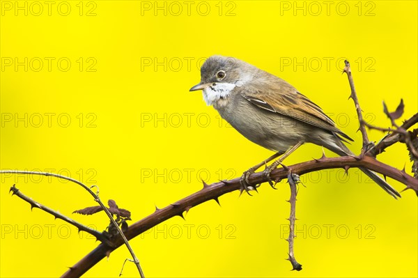 Common whitethroat