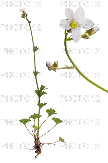 Knoll saxifrage