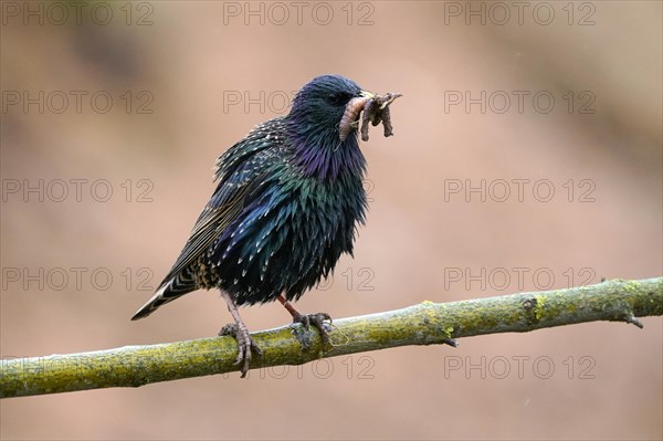 Starling